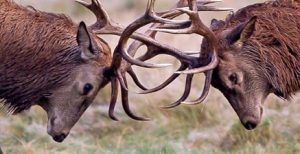 פתרון סכסוכי שכנים